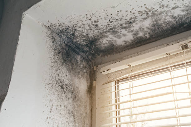 Affordable Black Mold Remediation solutions in Newmanstown, PA